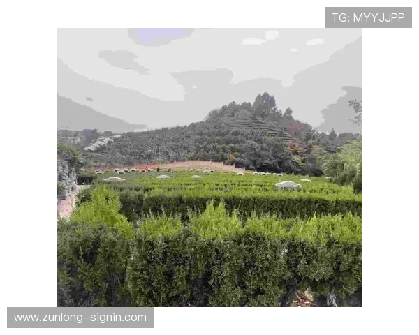 Z6尊龙开户流程详解助你轻松开启线上博彩新体验